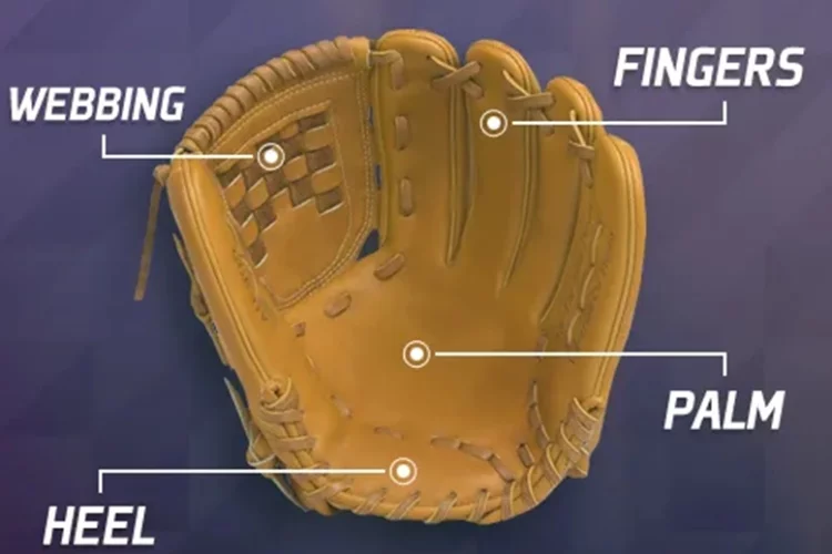 The Design of Softball and Baseball Glove