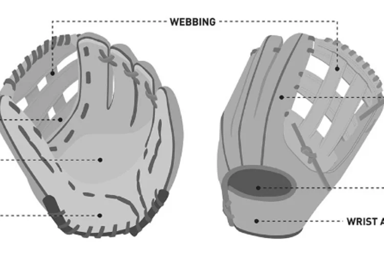 The Size of Softball and Baseball Glove
